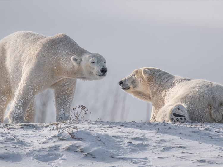 Wildlands Adventure Zoo: Nortica