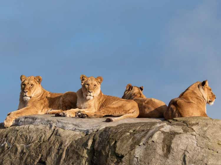 Wildlands Adventure Zoo: Serenga